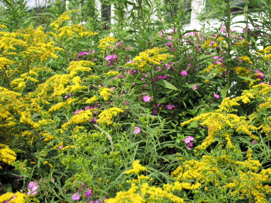 Золотарник солидаго миксбордер