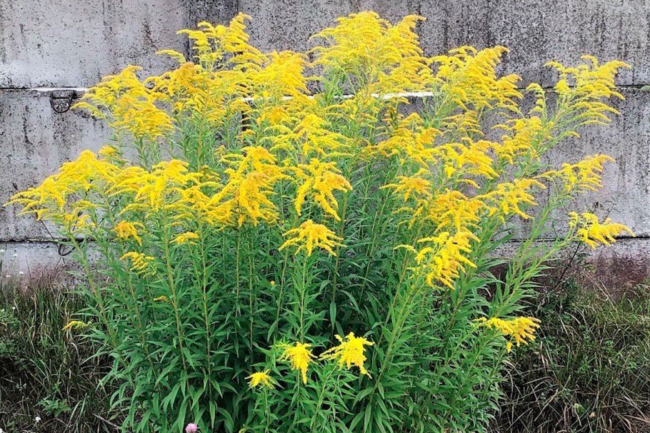 Солидаго (Мимоза) золотарник