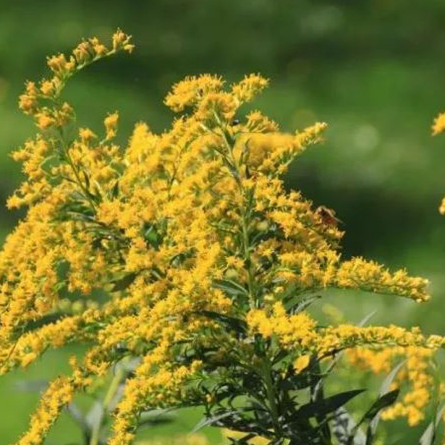 Золотарник солидаго