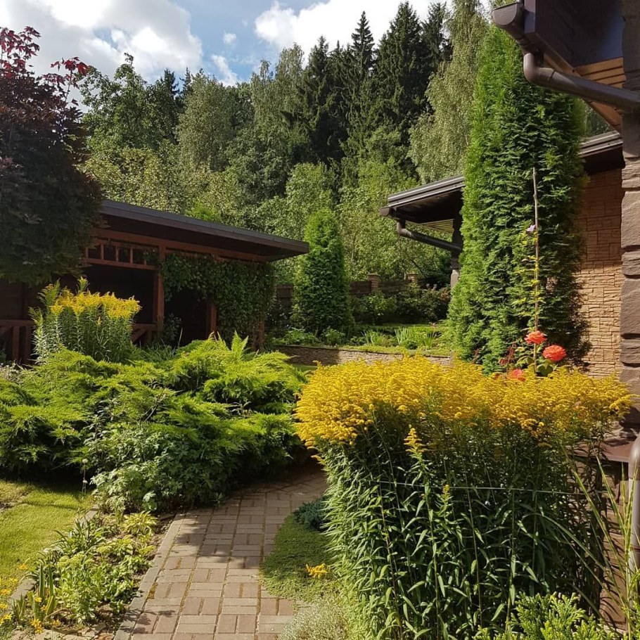 Золотарник на клумбе