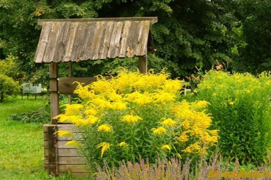 Золотарник солидаго