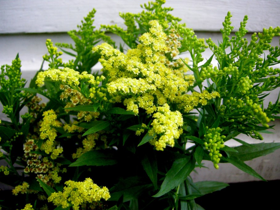 Солидаго гибридный золотой Гном