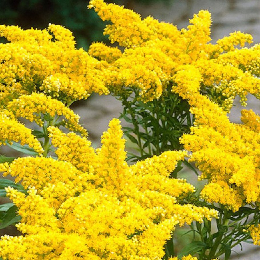 Золотарник Жозефина