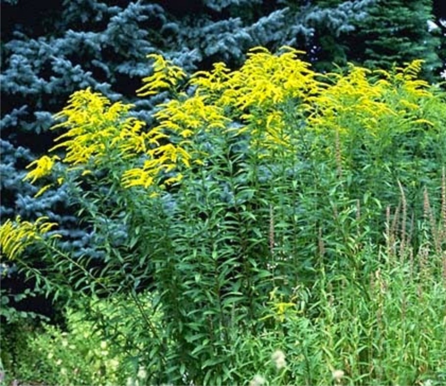 Золотарник канадский Жозефина