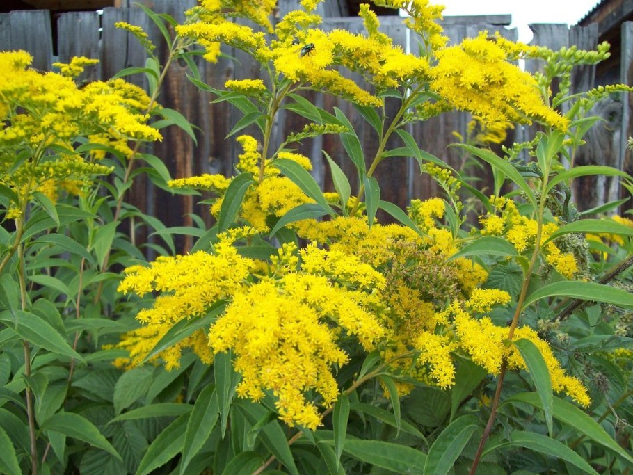 Жозефина цветок золотарник