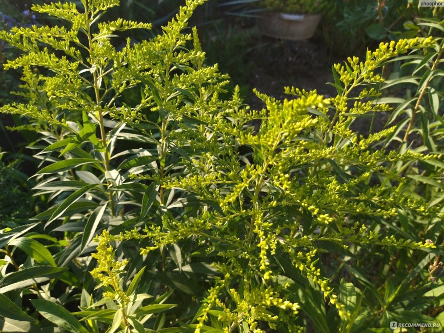 Солидаго ругоза