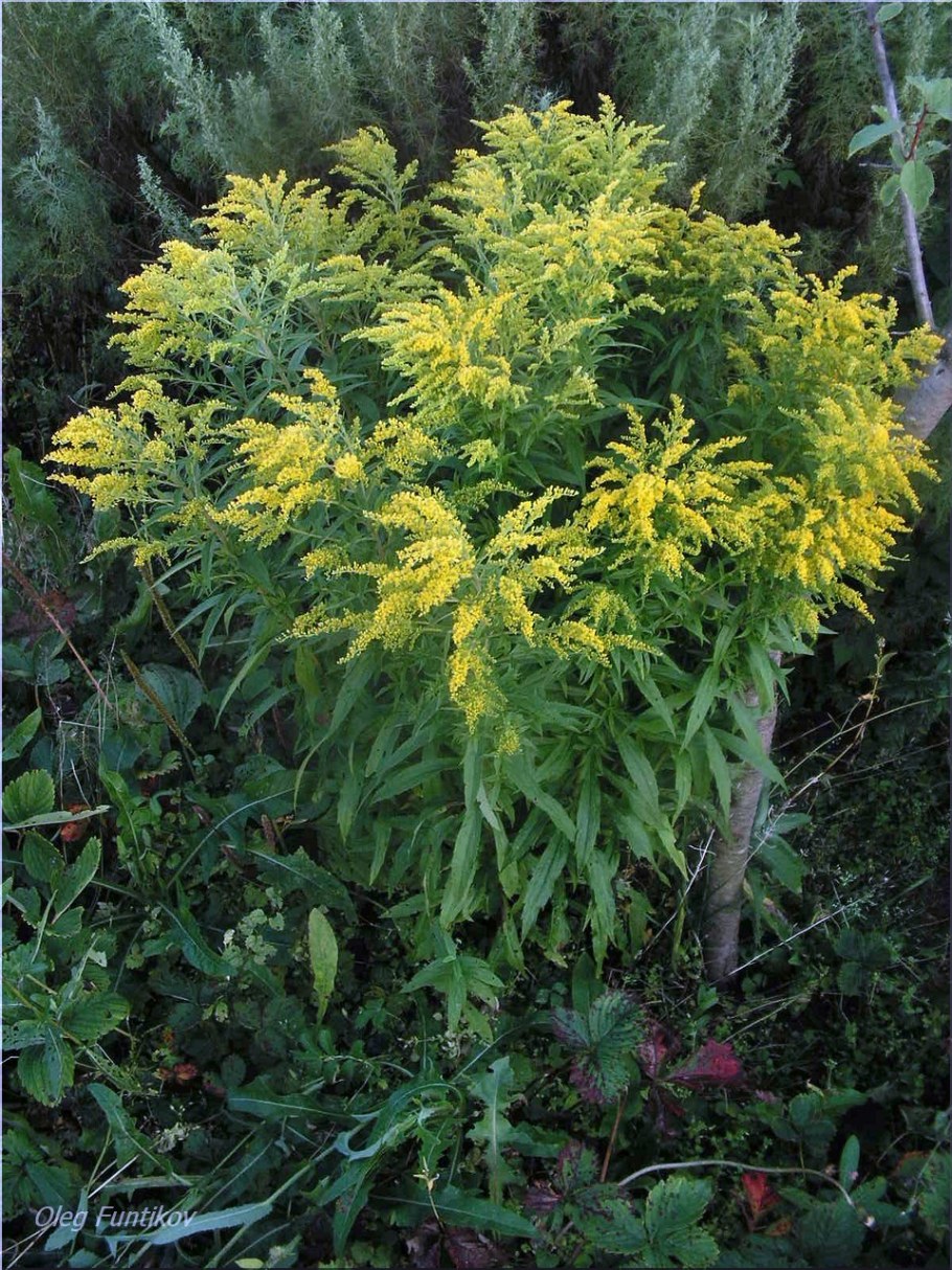 Золотарник канадский Жозефина