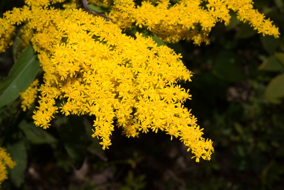 Золотарник канадский Жозефина