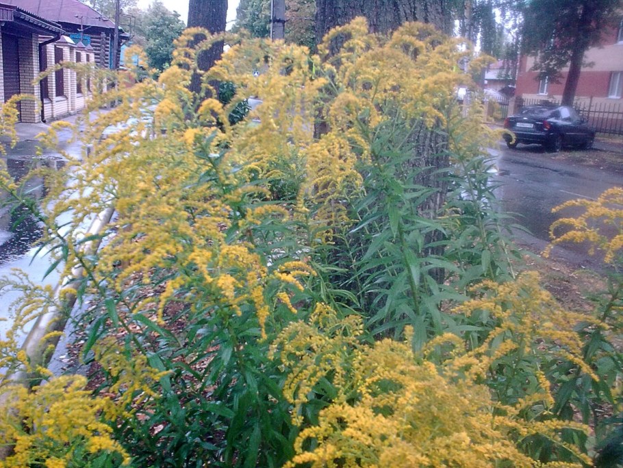 Растение с желтыми метелками