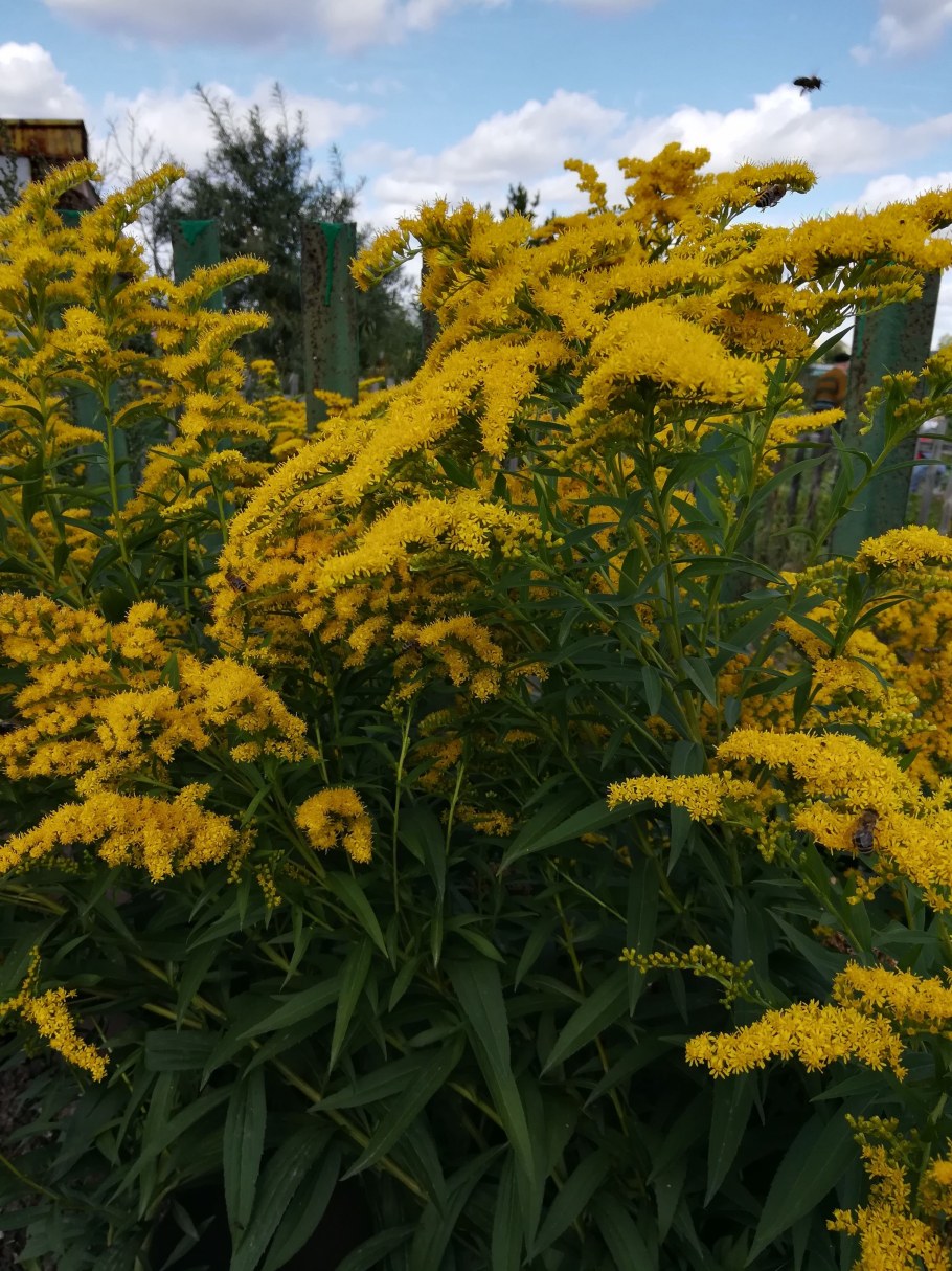 Золотарник Жозефина