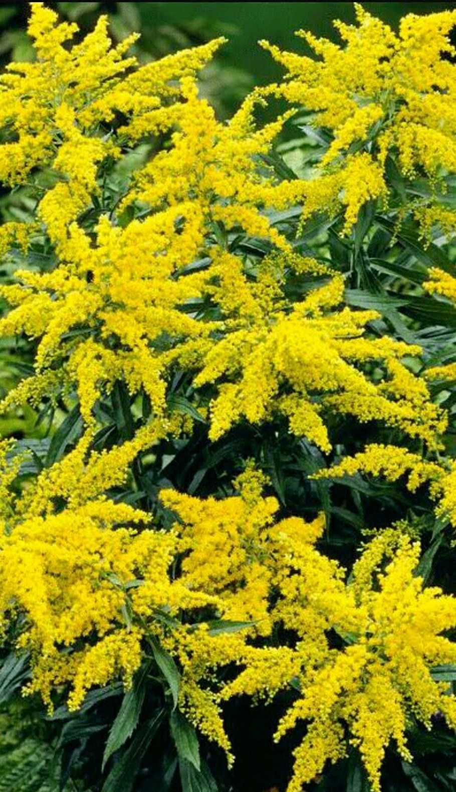 Золотарник (солидаго) гибридный «Страхленкрон»