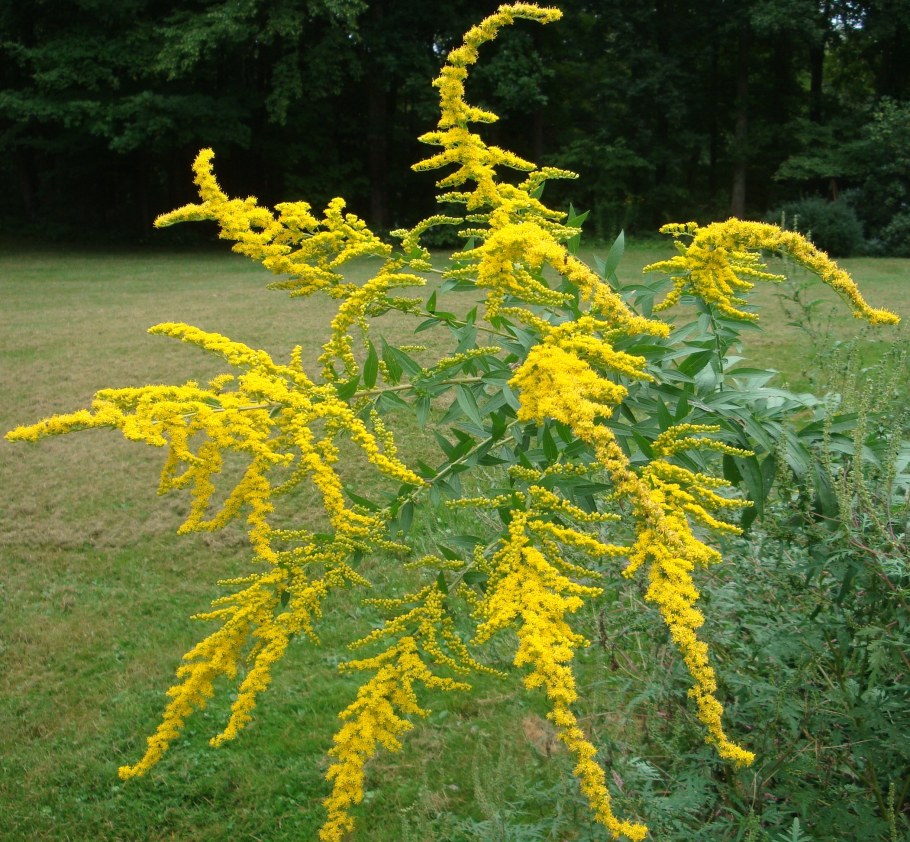 Золотарник солидаго