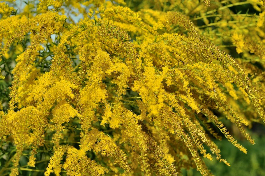 Солидаго (Мимоза) золотарник