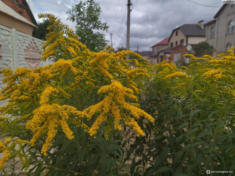 Золотарник садовый