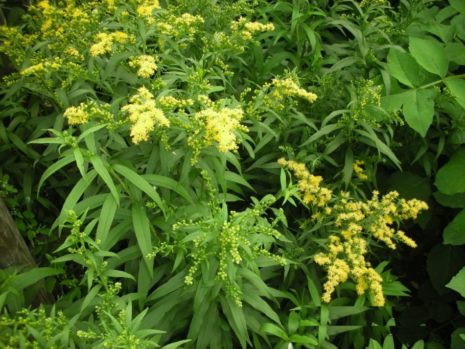 Золотарник канадский Жозефина