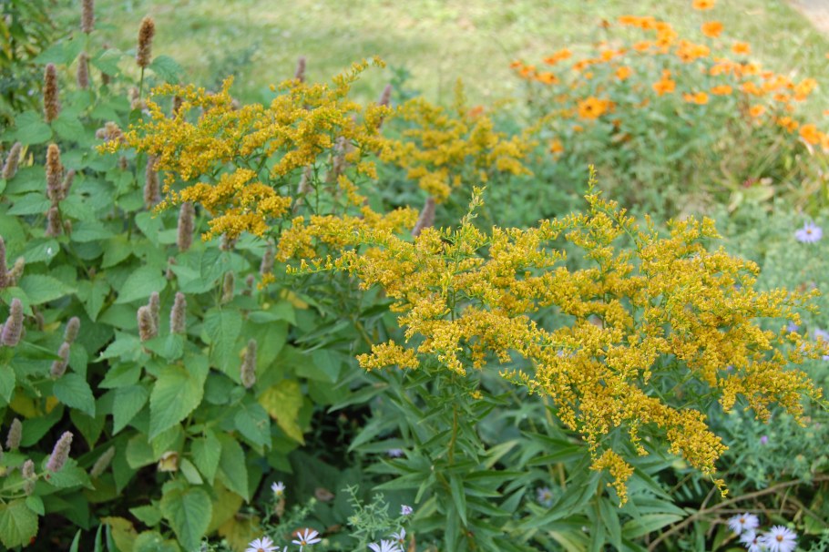 Золотарник гибридный Страхленкрон