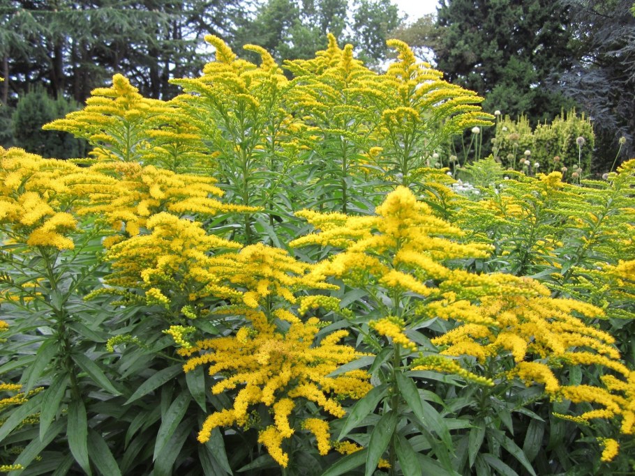 Солидаго канадский (Solidago canadensis &#96;GOLDKING&#96;)