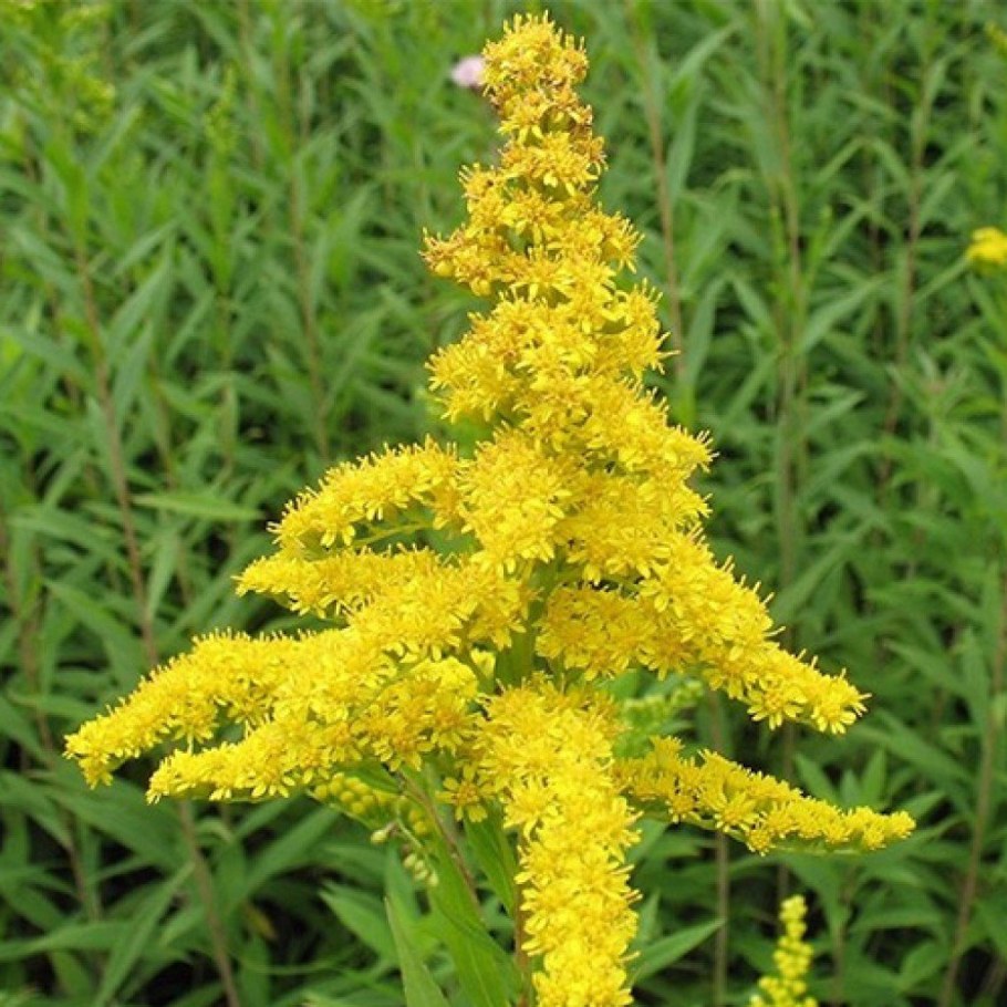 Золотарник солидаго