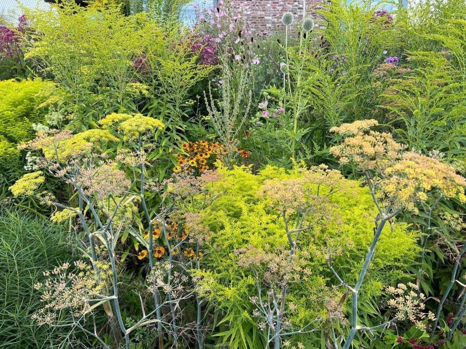 Золотарник Даурский