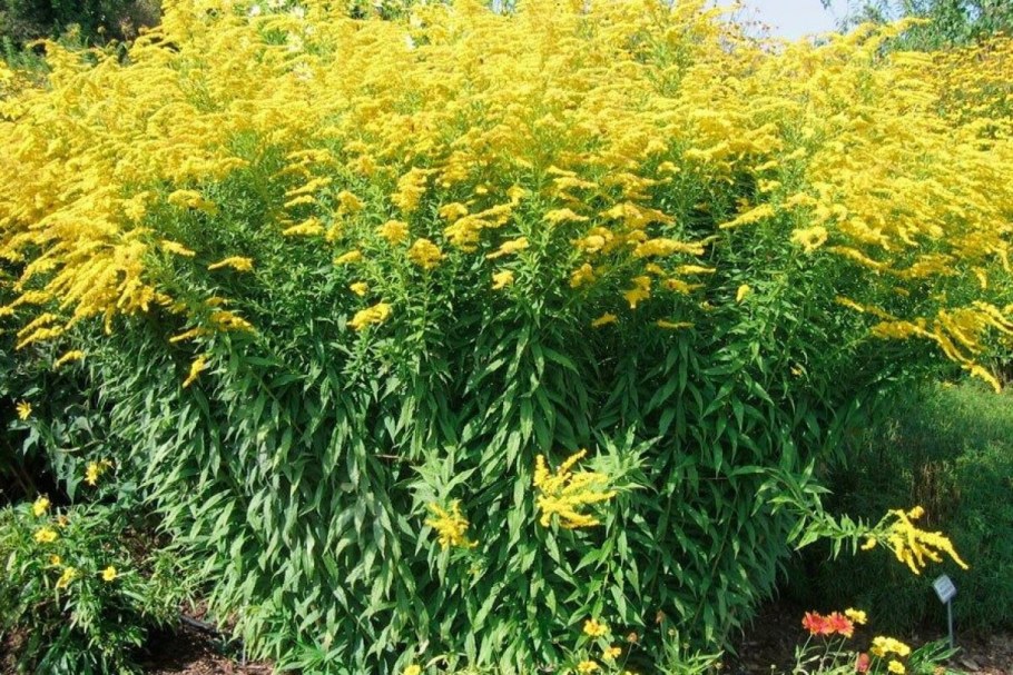 Золотарник гибридный Дзинтра