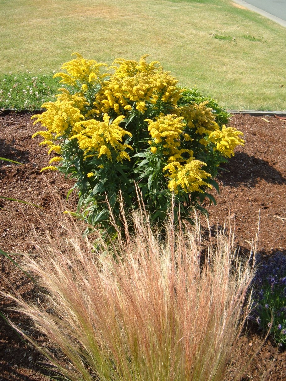 Золотарник Golden Dwarf