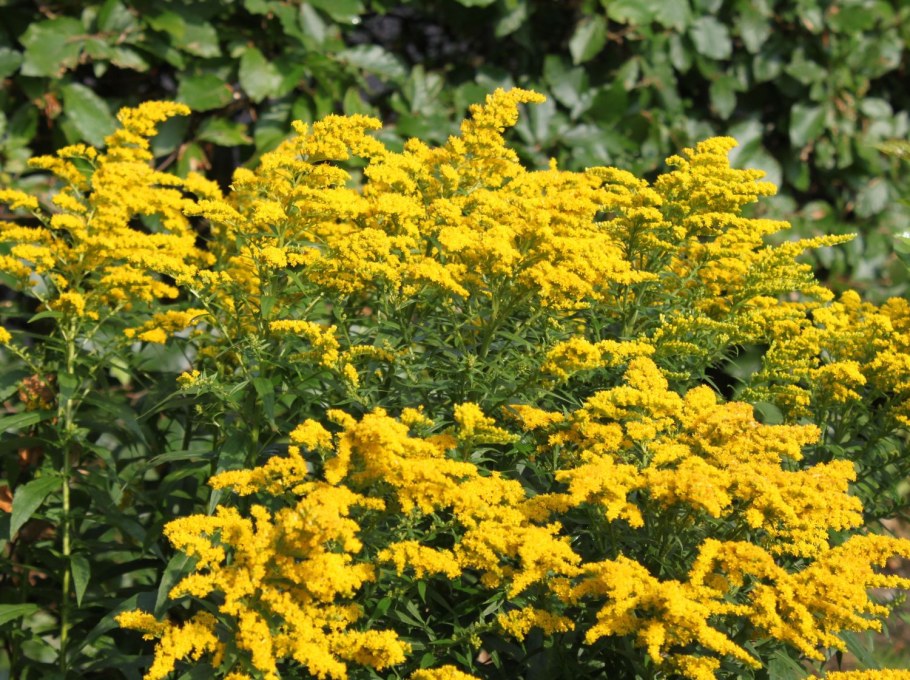 Золотарник гибридный Страхленкрон