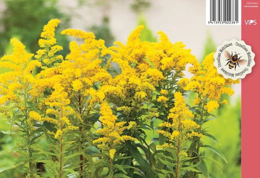 Золотарник (солидаго) "Жозефина"