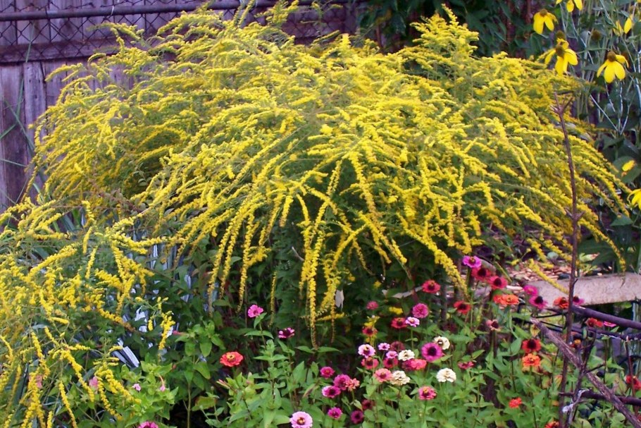 Солидаго ругоза