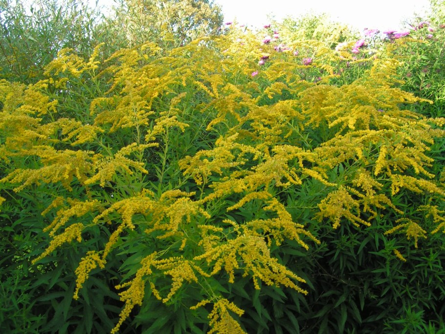 Золотарник (солидаго) "Жозефина"