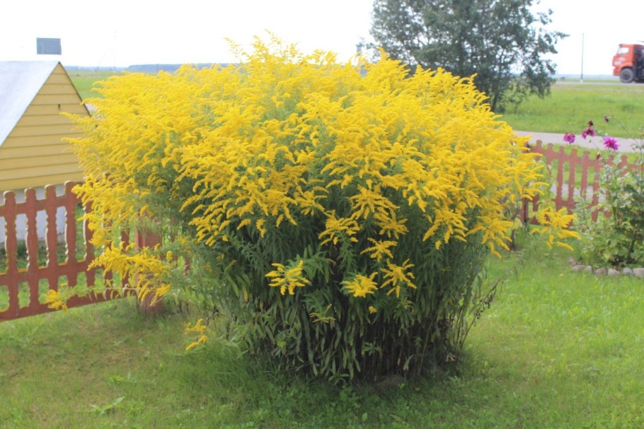 Золотарник гибридный солидаго