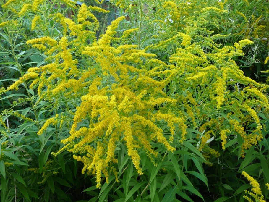 Золотарник гибридный солидаго