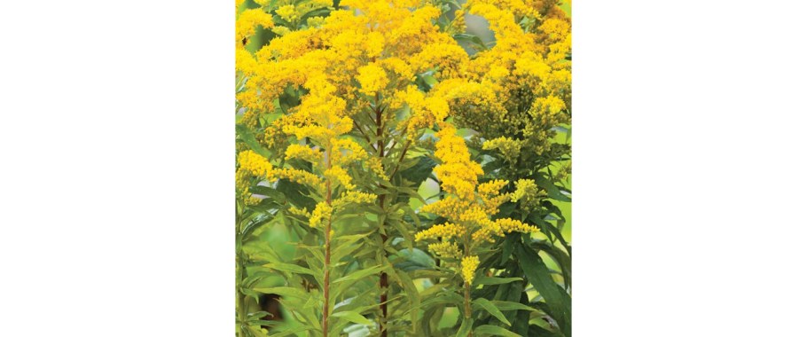 Солидаго (золотарник) "Golden Dwarf"