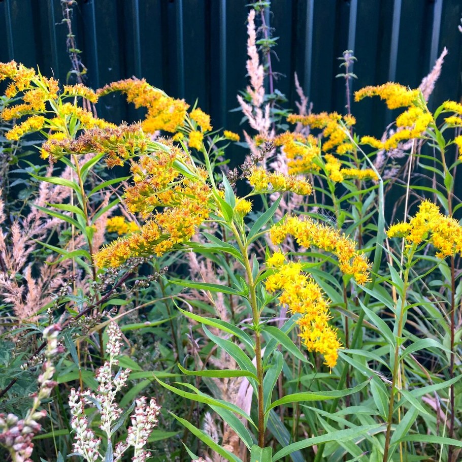 Золотарник солидаго