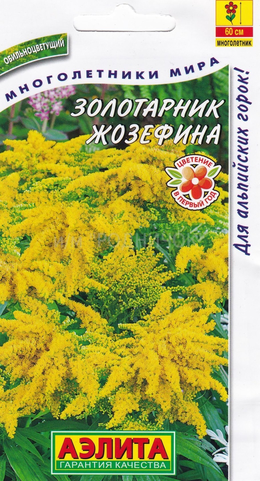 Жозефина цветок золотарник