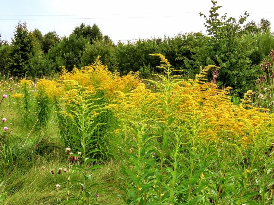 Амброзия золотарник