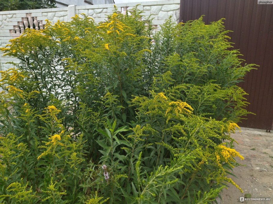 Золотарник гибридный солидаго