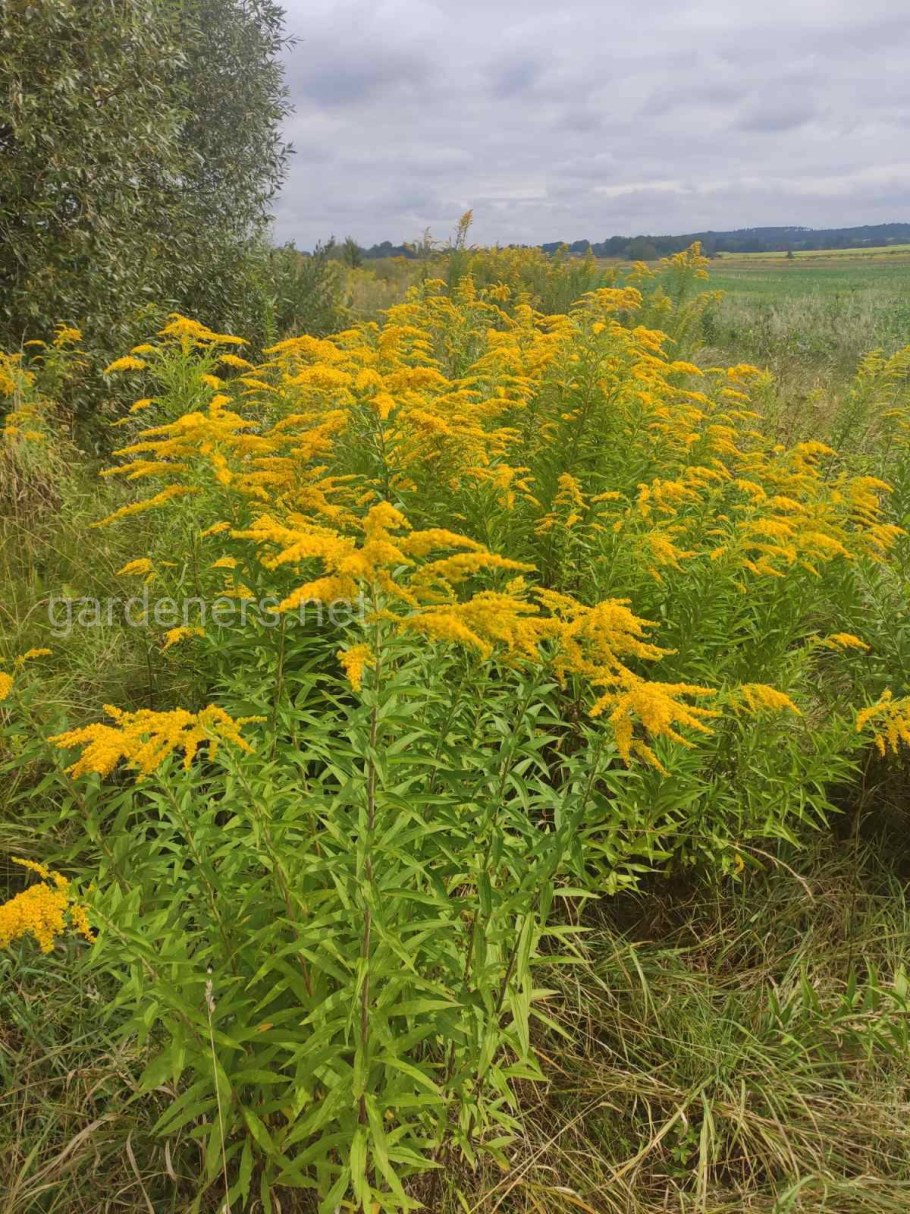 Золотарник полевой обыкновенный