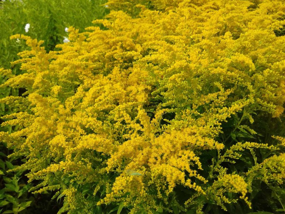 Золотарник канадский Жозефина