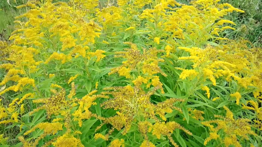 Золотарник солидаго