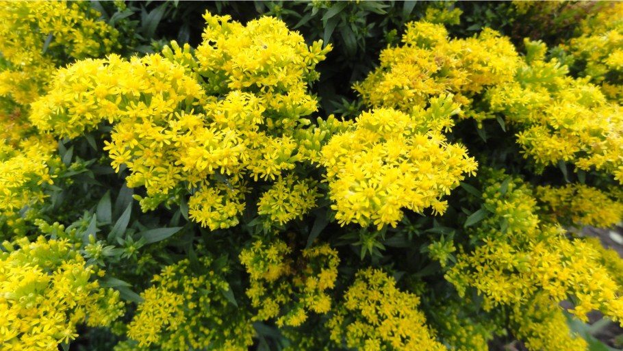 Золотарник гибридный солидаго