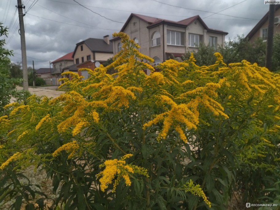 Золотарник Жозефина