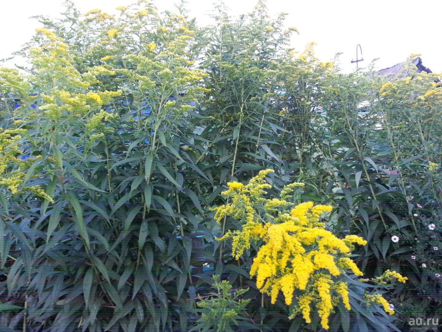 Солидаго Жозефина