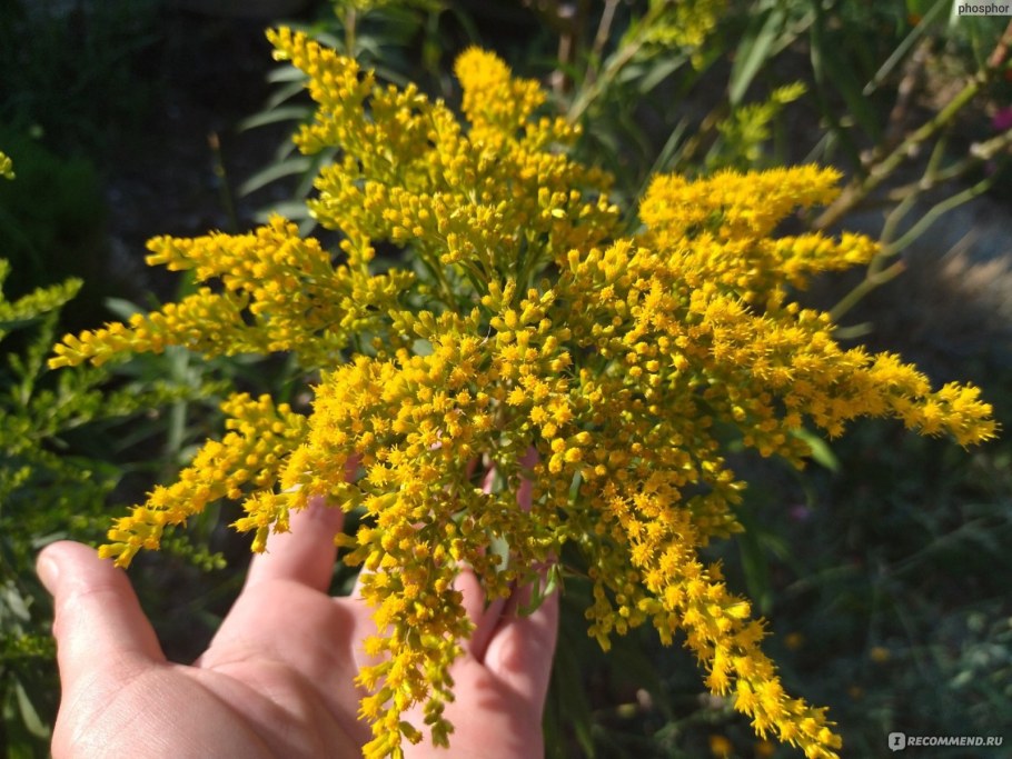 Золотарник гибридный Страхленкрон