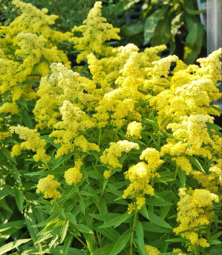 Золотарник (Solidago) «Golden Dwarf»