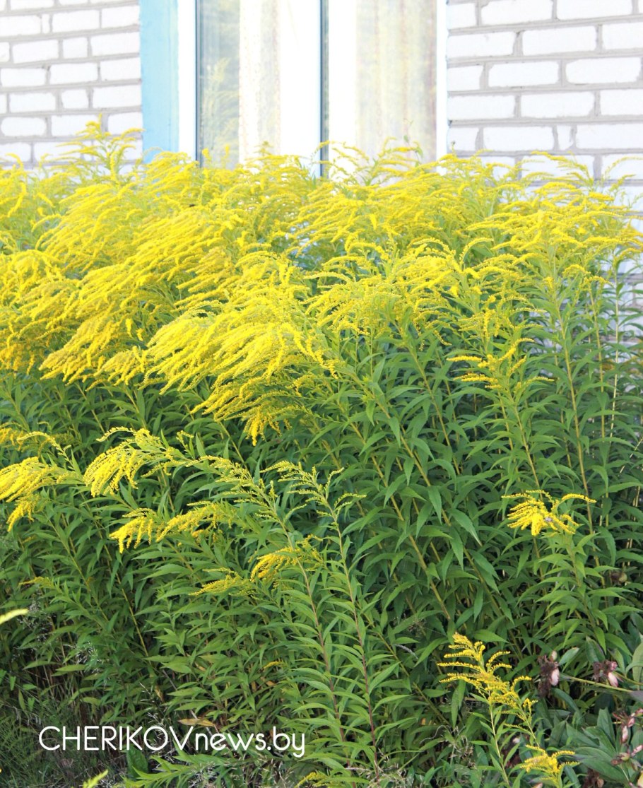 Золотарник золотые стрелы