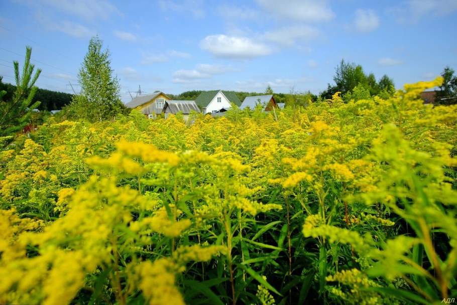 Золотарник гибридный