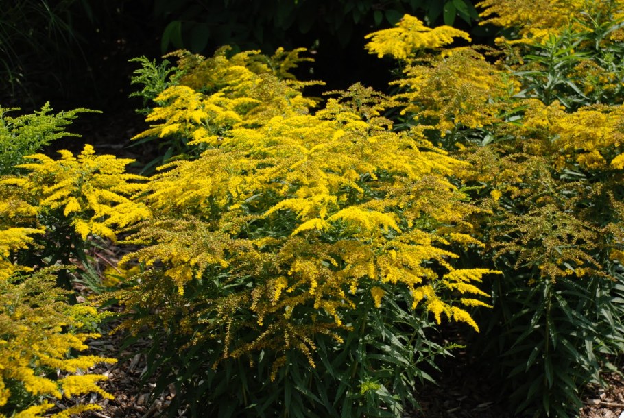 Золотарник солидаго