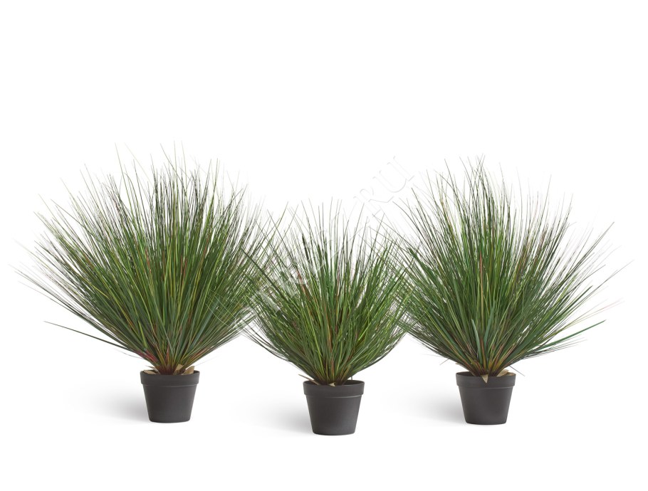 Осока Кага нишики