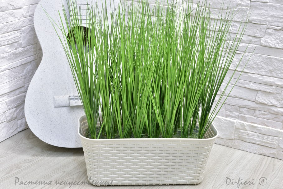 Трава Осока в горшке