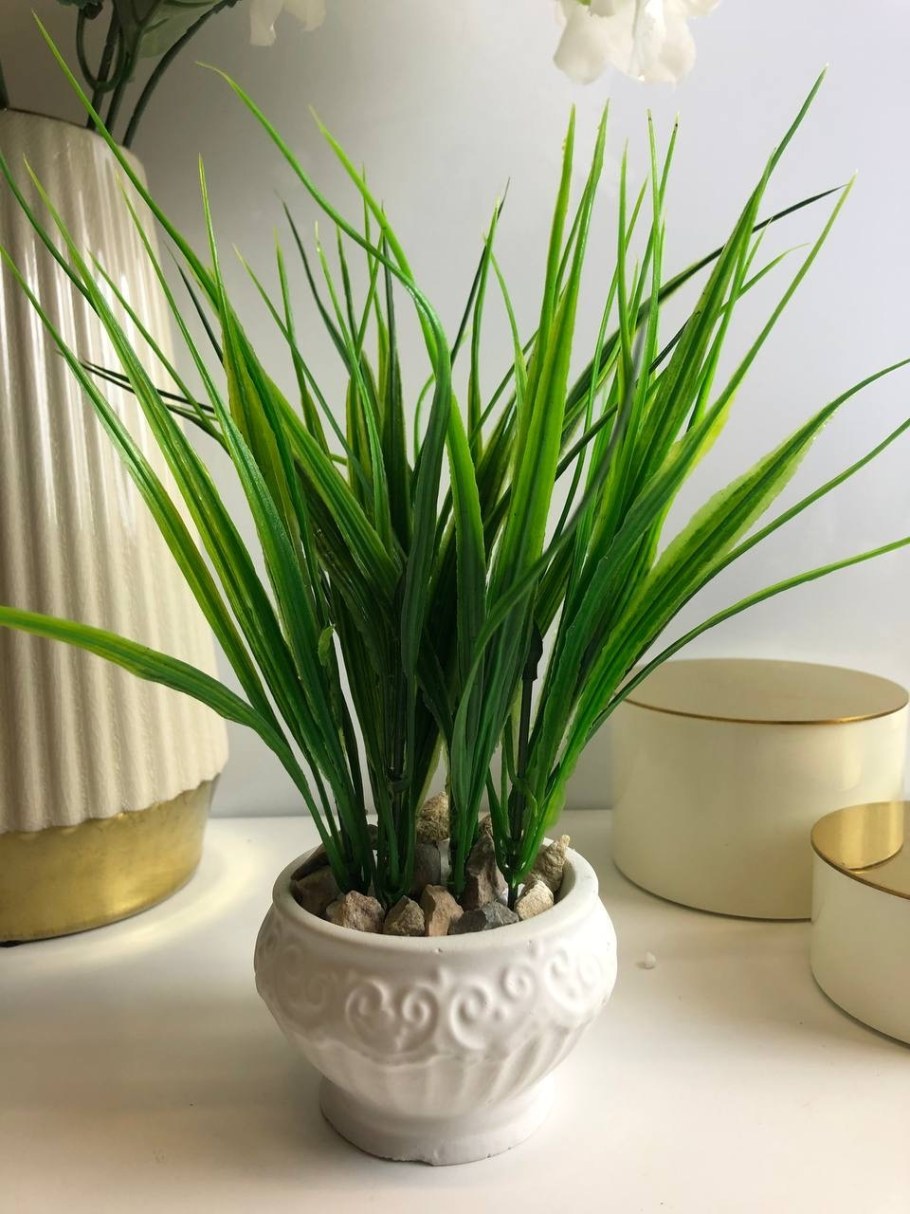 Осока в кашпо